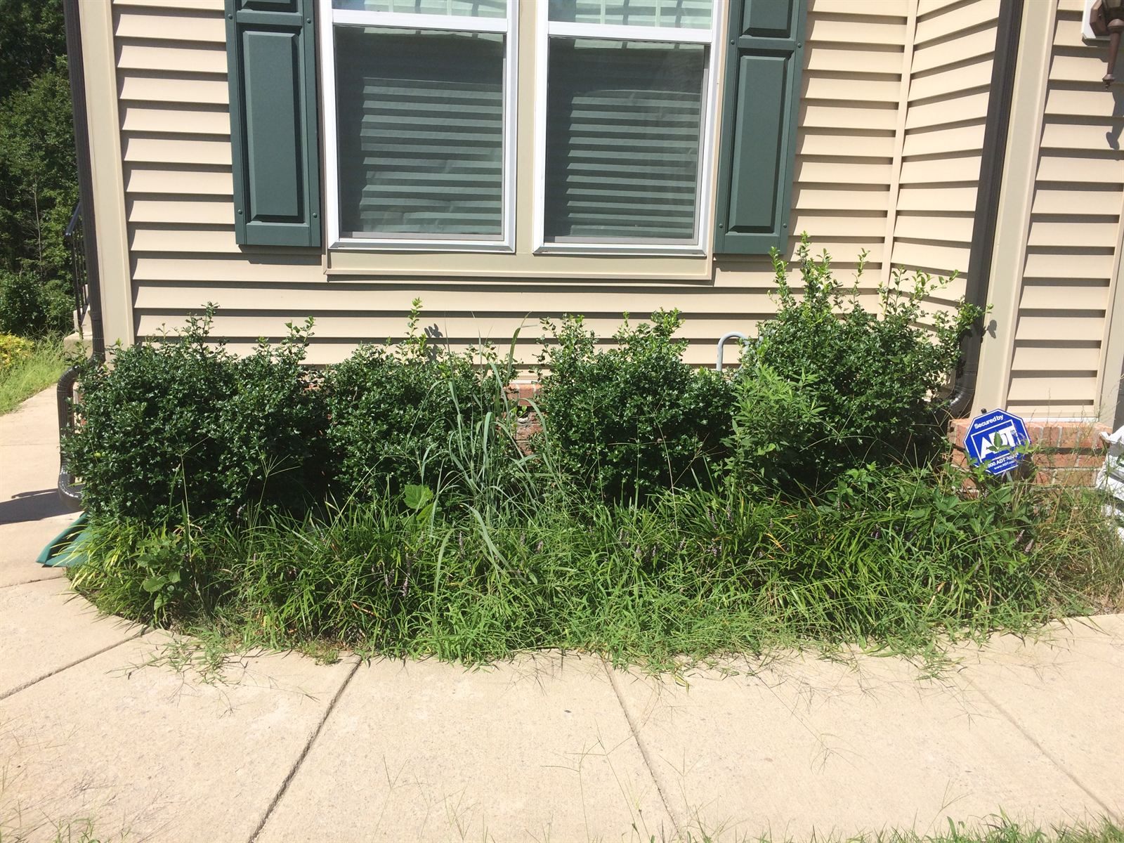 A foundation planting bed swallowed by tall grass and weeds growing up through the shrubs